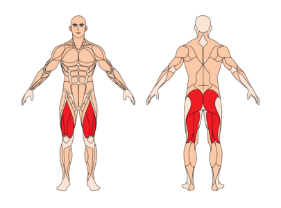 Kniebeugen-Multipresse-Muskelgruppen-